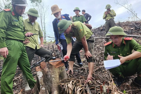 Lực lượng chức năng tiến hành đo đếm những cây gỗ rừng tự nhiên bị chặt hạ. (Nguồn: thanhnien.vn)