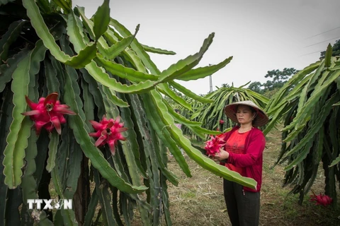Hòa Bình: Phát triển vùng trồng Thanh Long ruột đỏ chất lượng cao 