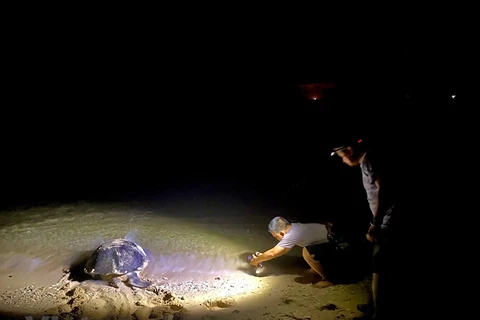 Quần đảo Côn Đảo là một trong những khu bảo tồn Rùa biển lớn nhất Đông Nam Á. Trong đó, Hòn Bảy Cạnh là một 'bãi rùa đẻ' lớn, được quan tâm đặc biệt (Ảnh: Hoàng Đạt/Vietnam+)