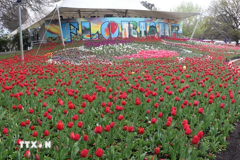 Hình ảnh lộng lẫy Lễ hội hoa mùa Xuân Floriade năm 2022 ở Australia 
