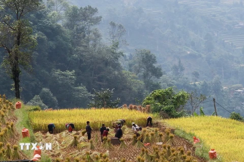 Người Cờ Lao đỏ tại xã Túng Sán thu hoạch lúa đổi công cho nhau. (Ảnh: Nam Thái/TTXVN)