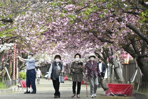 Khách du lịch ngắm hoa anh đào nở rộ tại Osaka, Nhật Bản. (Ảnh: Kyodo/TTXVN)