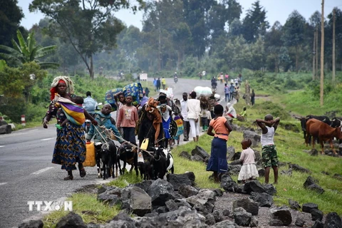 Người dân sơ tán tránh xung đột tại khu vực ngoại ô Goma, tỉnh Bắc Kivu, CHDC Congo, ngày 28/10 vừa qua. (Ảnh: THX/TTXVN)