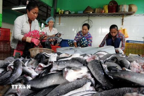 Giá cá lóc thương phẩm ở Trà Vinh tăng cao. (Ảnh minh họa: An Hiếu/TTXVN)