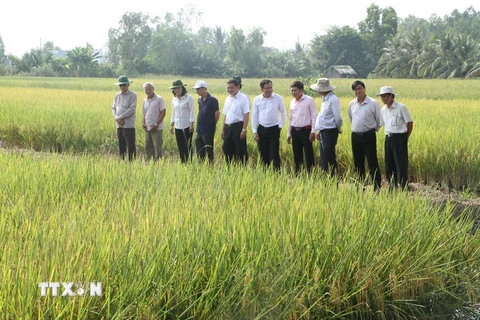 Lãnh đạo Tỉnh ủy, UBND tỉnh Bạc Liêu tham qua mô hình tôm-lúa tại huyện Hồng Dân, một trong những mô hình phát triển kinh tế hiệu quả, mang tính bền vững tại Bạc Liêu. (Ảnh: Chanh Đa/TTXVN)