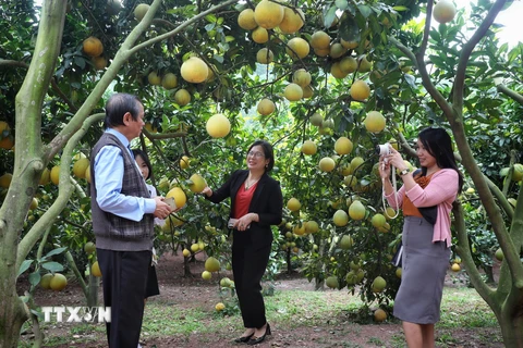 Bắc Giang: Trải nghiệm du lịch miệt vườn mùa cam, bưởi Lục Ngạn
