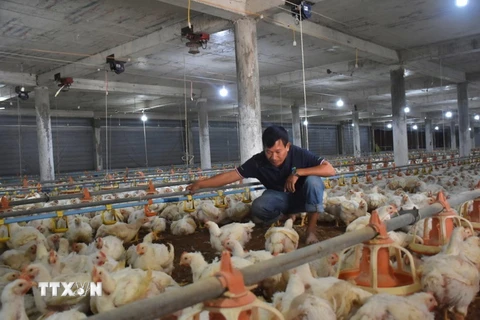 Các sản phẩm của trang trại nuôi gà của Hợp tác xã Nông nghiệp công nghệ cao Long Thành Phát tại huyện Xuyên Mộc đã được xuất đi Nhật Bản. (Ảnh: Hoàng Nhị/TTXVN)