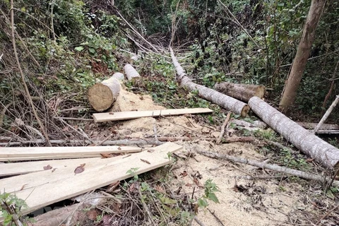 Hiện trường một vụ khai thác gỗ trái pháp luật quy mô lớn trên địa bàn bản Quảng Lâm, xã Quảng Lâm, huyện Mường Nhé, tỉnh Điện Biên. (Ảnh: Xuân Tiến/TTXVN)