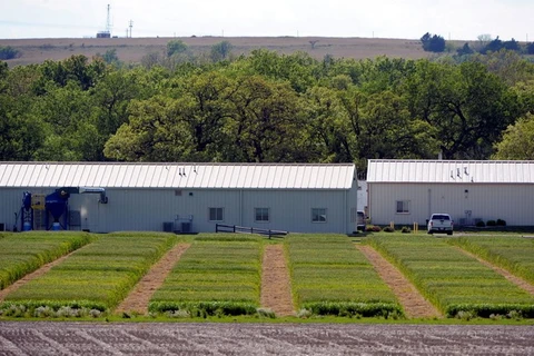 Các lô thử nghiệm của các dòng lúa mỳ lai khác nhau được trồng tại trang trại nghiên cứu của công ty công nghệ sinh học Syngenta gần thành phố Junction, Kansas, Hoa Kỳ. (Nguồn: Reuters)