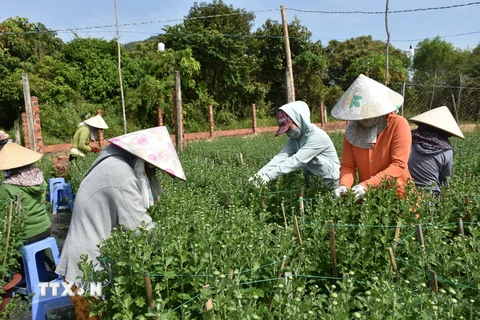Nhân công tỉa nụ cho hoa cúc đại đóa tại làng trồng hoa Kim Dinh, thành phố Bà Rịa, tỉnh Bà Rịa-Vũng Tàu. (Ảnh: Hoàng Nhị/TTXVN)