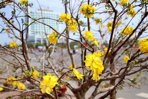 Hoa mai khoe sắc trong nắng Xuân. (Ảnh: TTXVN)