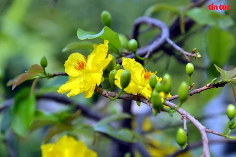 Hoa mai vàng bừng nở, khoe sắc thắm trong nắng Xuân rực rỡ. (Ảnh: Báo Tin tức)