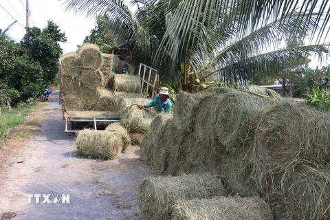 Thu hoạch rơm tại xã Tân Mỹ, huyện Thanh Bình, tỉnh Đồng Tháp. (Ảnh: Nguyễn Văn Trí/TTXVN)