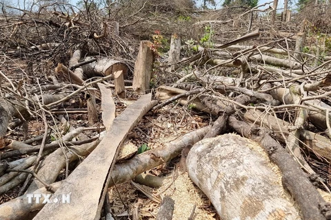 Nhiều diện tích rừng bị phá tại xã Đakrông. (Ảnh: TTXVN phát)
