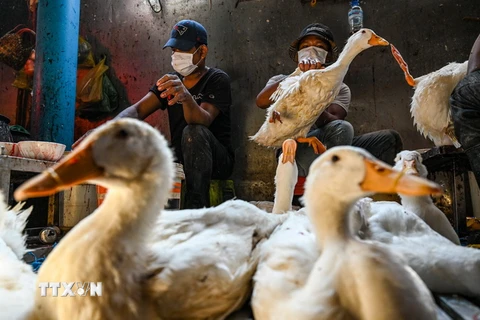 Vịt được bán tại một khu chợ ở Phnom Penh, Campuchia, ngày 24/2 vừa qua. (Ảnh: AFP/TTXVN)