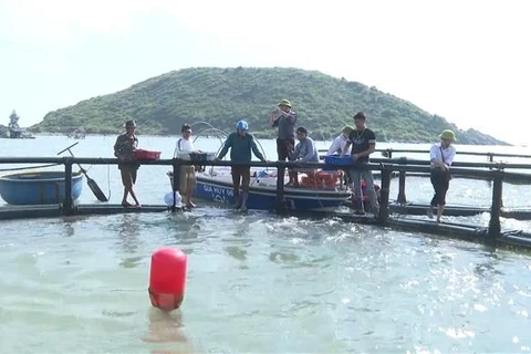 Mô hình nuôi cá bớp biển bằng lồng nhựa HDPE của gia đình ông Cao Minh Thái, xã Quảng Đông, huyện Quảng Trạch, tỉnh Quảng Bình. (Ảnh: TTXVN phát)