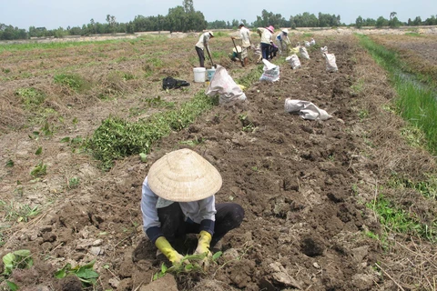 Thu hoạch khoai mỡ trên cánh đồng Thạnh Mỹ, Tân Phước. (Ảnh: Minh Trí/TTXVN)