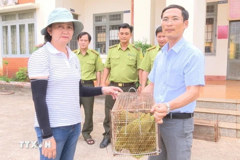 Bà Nguyễn Tuấn Tú, bàn giao 2 cá thể Rái Cá cho Trung tâm cứu hộ, bảo tồn và phát triển sinh vật trực thuộc Ban quản lý Vườn Quốc gia Bù Gia Mập. (Ảnh: TTXVN phát)