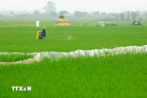 Nông dân huyện Vũ Thư phun thuốc phòng trừ sâu bệnh trên lúa. (Ảnh: Thế Duyệt/TTXVN)