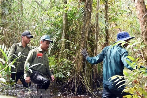 Các lực lượng thường xuyên luồn rừng, kiểm tra tình hình mực nước dưới chân rừng, có dự báo kịp thời để triển khai các phương án giữ rừng an toàn. (Ảnh: Huỳnh Thế Anh/TTXVN)