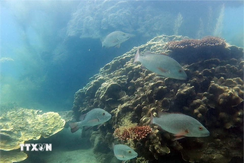 Rạn san hô tại Vườn Quốc gia Côn Đảo. (Ảnh: TTXVN phát)