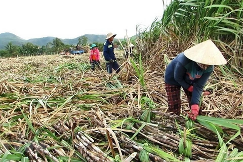 Nông dân thu hoạch mía tại huyện Ninh Hòa. (Ảnh Đặng Tuấn/TTXVN)