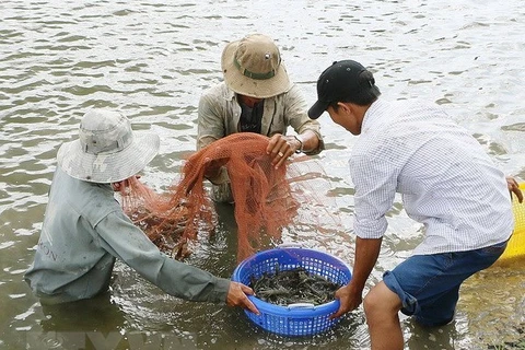 Thu hoạch tôm. (Ảnh: TTXVN)