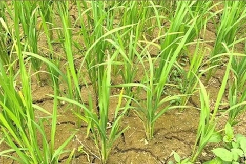 Những cánh đồng lúa thiếu nước nên đất bị khô cằn, nứt nẻ. (Nguồn: Báo Lào Cai)
