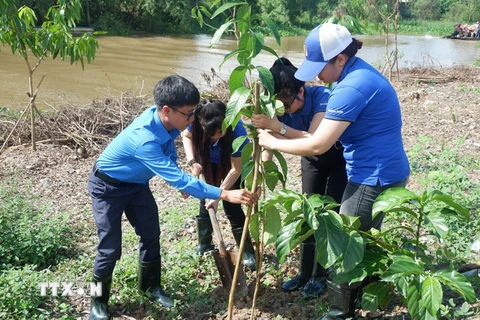 Các Đoàn viên, thanh niên TTXVN tham gia trồng cây. (Ảnh: Đức Hạnh/TTXVN)