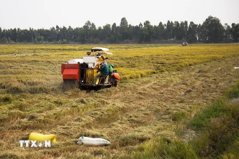 Thu hoạch lúa chất lượng cao tại tỉnh Kiên Giang. (Ảnh: Hồng Đạt/TTXVN)