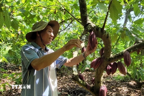 Cây ca cao mang lại nguồn thu nhập ổn định cho gia đình ông Trần Như Phong, ấp Tân Thành, xã Quảng Thành, huyện Châu Đức. (Ảnh: Hoàng Nhị/TTXVN)