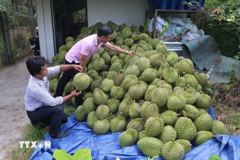 Thu hoạch sầu riêng ở ấp Tân Đông, xã Ngũ Hiệp, huyện Cai Lậy, tỉnh Tiền Giang. (Ảnh: Minh Trí/TTXVN)