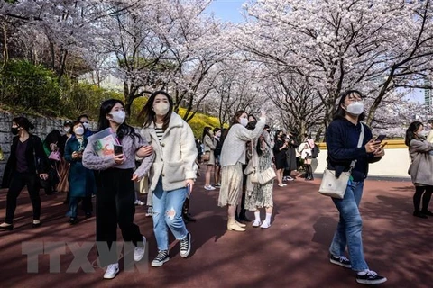 Ngắm hoa anh đào nở rộ tại Seoul, Hàn Quốc. (Ảnh: AFP/TTXVN)