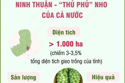 [Infographics] Tỉnh Ninh Thuận - “thủ phủ” nho của cả nước