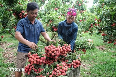 Thu hoạch vải tại một hộ gia đình tại Lục Ngạn, tỉnh Bắc Giang. (Ảnh: Danh Lam/TTXVN)