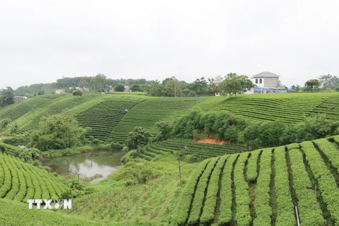 Đồi chè xóm Cầu Đá, xã Hoàng Nông, tỉnh Thái Nguyên, đang trở thành điểm tham quan hấp dẫn của du khách. (Ảnh: Hoàng Nguyên/TTXVN)