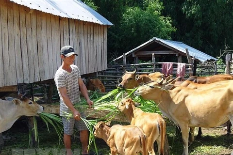 Gia đình anh HVing H Điếp tại buôn Học, xã Krông Pa (Sơn Hòa, Phú Yên) thoát nghèo nhờ chăn nuôi bò sinh sản. (Ảnh: Xuân Triệu/TTXVN)