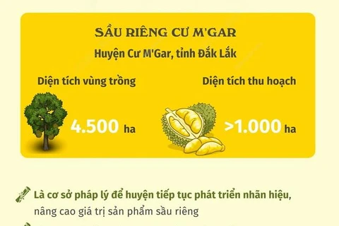 [Infographics] Công bố Nhãn hiệu Tập thể Sầu riêng Cư M’Gar