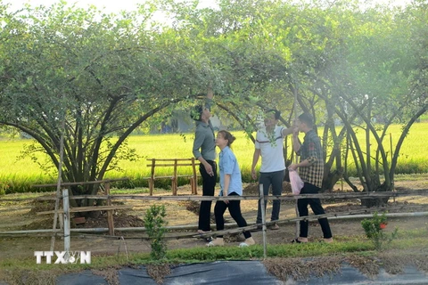 Du khách đến tham quan địa điểm du lịch vườn táo ở huyện Gò Công Đông, tỉnh Tiền Giang. (Ảnh: Hữu Chí/TTXVN)