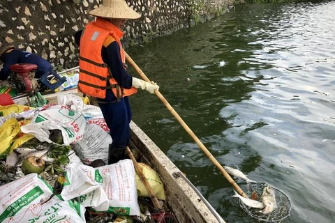 Công nhân Công ty TNHH Một thành viên Thoát nước Hà Nội vớt cá chết tại hồ Tây. (Ảnh: TTXVN phát)