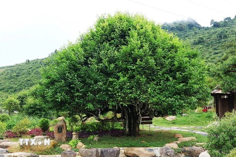 Cây chè cổ thụ nằm trong quần thể 400 cây chè Shan Tuyết ở Suối Giàng được hội Bảo vệ Thiên nhiên và Môi trường Việt Nam công nhận là Cây Di sản Việt Nam. (Ảnh: Tuấn Anh/TTXVN)