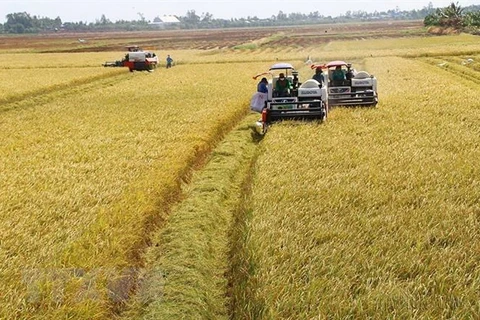 Thu hoạch lúa. (Ảnh: Chương Đài/TTXVN)