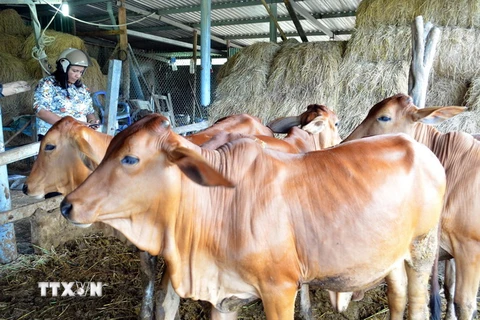Đàn bò vỗ béo từ giống bê lai Brahman và bê lai BBB tại huyện Thuận Bắc, tỉnh Ninh Thuận. (Ảnh: Công Thử/TTXVN)