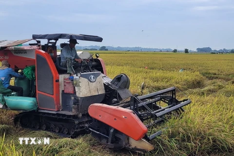 Thu hoạch lúa mùa chính vụ trên cánh đồng. (Ảnh: Hoàng Nhị/TTXVN)