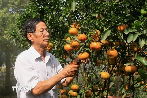Ông Hà Thanh Hồng ở xã Vĩnh Thới, huyện Lai Vung, chăm sóc quýt hồng chuẩn bị phục vụ thị trường Tết. (Ảnh: Nhựt An/TTXVN)