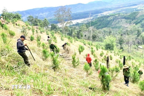 Người dân trồng cây phù hợp trên diện tích đất lâm nghiệp. (Ảnh minh họa: Hoài Nam/TTXVN)