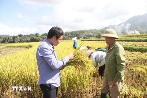 Người dân huyện Than Uyên phát triển lúa đặc sản địa phương để nâng cao thu nhập, góp phần giữ vững các tiêu chí nông thôn mới. (Ảnh: Việt Hoàng/TTXVN)