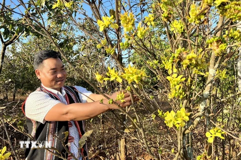Người trồng mai ở xã Ia Kênh, thành phố Pleiku, tỉnh Gia Lai, tất bật cho vụ hoa Tết 2024. (Ảnh: Hồng Điệp/TTXVN)