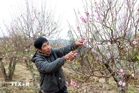 Người dân làng nghề Phù Liễn chăm sóc đào. (Ảnh: Mạnh Tú/TTXVN)