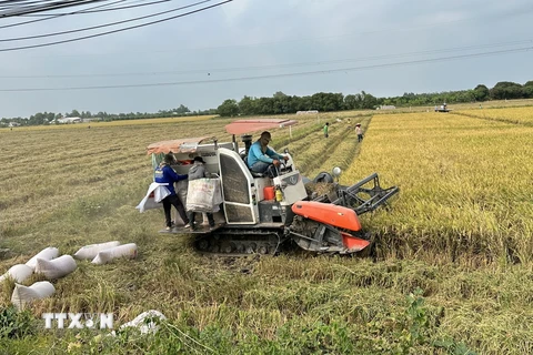  Nông dân An Giang khẩn trương thu hoạch lúa vụ Đông Xuân. (Ảnh: Thanh Sang/TTXVN)